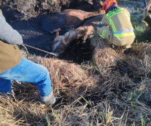 Konie uwięzione w bagnie