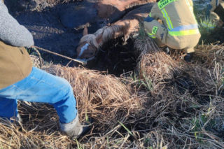 Konie uwięzione w bagnie