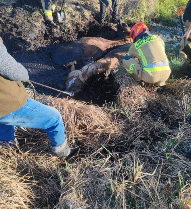 Konie uwięzione w bagnie