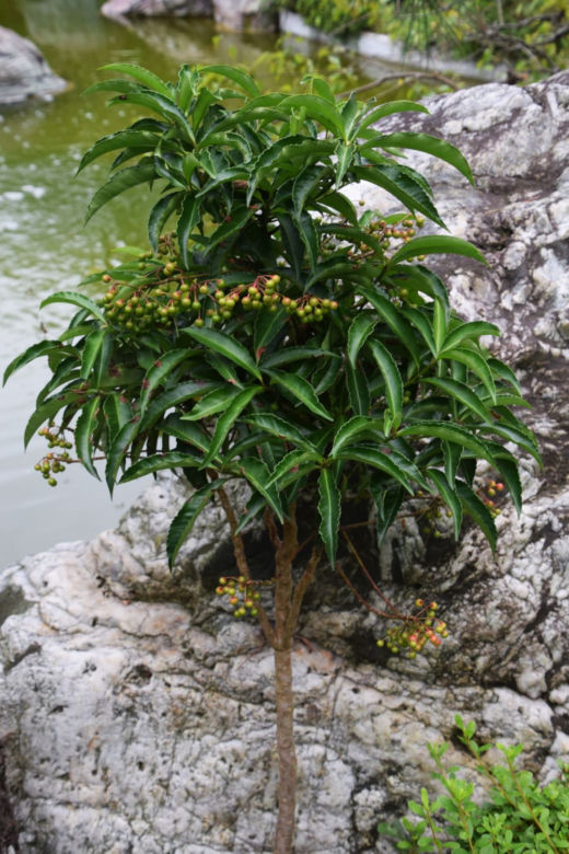 Ardizja karbowana