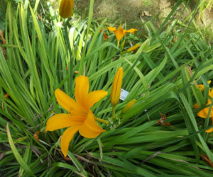 ESC w Ogrodzie Botanicznym UKW