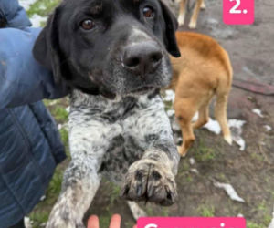 OTOZ Animals poszukuje domów dla psów