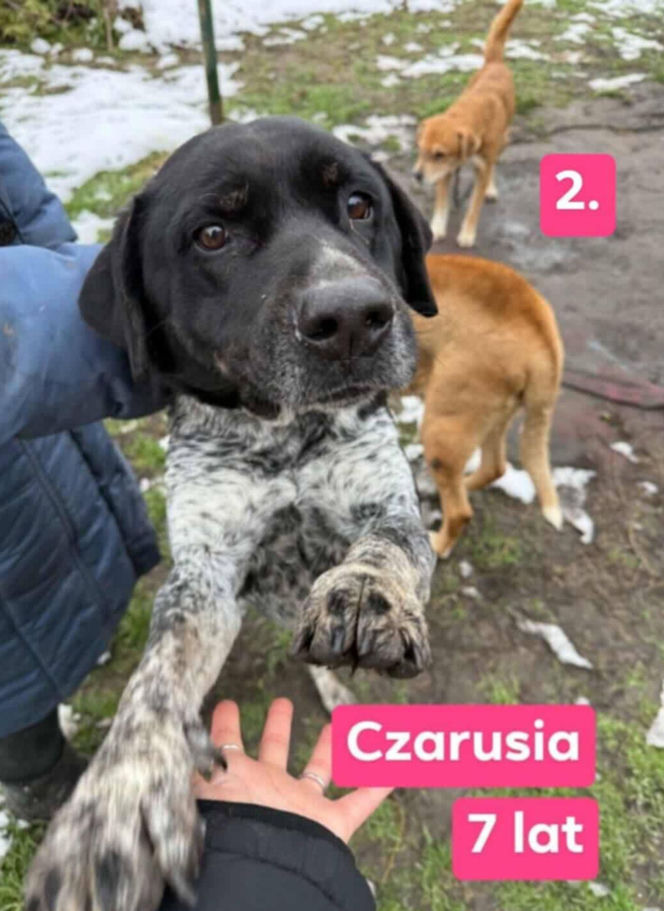 OTOZ Animals poszukuje domów dla psów