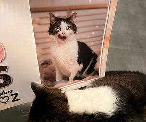 Kot Pandek zapozował do kalendarza KTOZ na 2026 rok