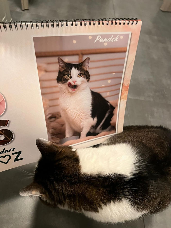 Kot Pandek zapozował do kalendarza KTOZ na 2026 rok