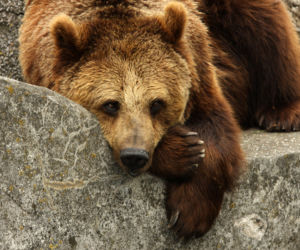 Koniec z misiami w zoo!