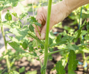 Usuwanie wilków w pomidorach. Zabieg, który zwiększa plony