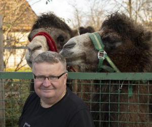 Wojna o wielbłądy 