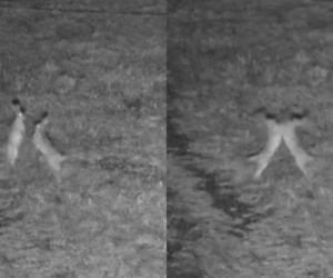 „Walka” na polskiej granicy