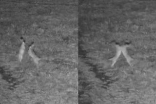 „Walka” na polskiej granicy