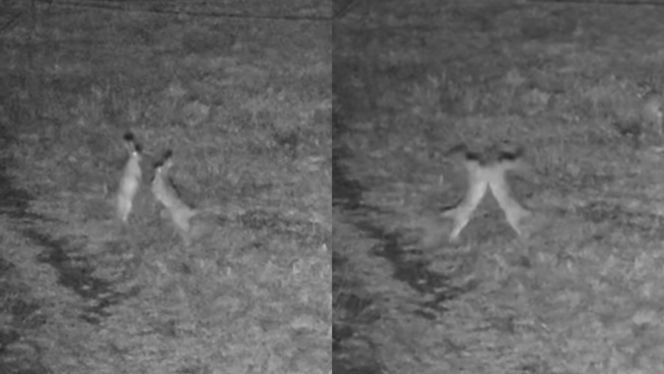 „Walka” na polskiej granicy