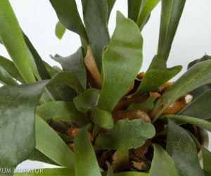 Platycerium