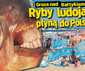 Ryby ludojady płyną do Polski
