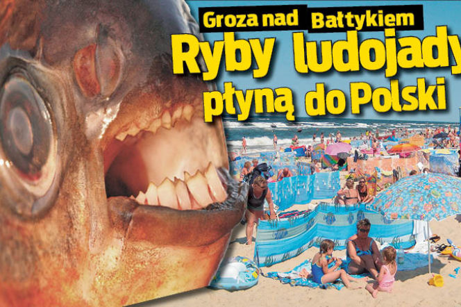 Ryby ludojady płyną do Polski