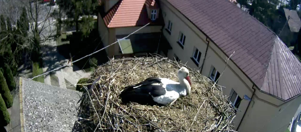 Jajeczko u bocianów