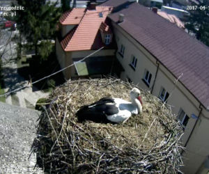Jajeczko u bocianów
