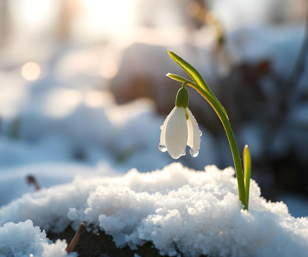 Śniegu ubywa, a wody przybywa. Lubelskie rzeki z wyższym poziomem