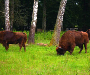 Białowieski Park Narodowy