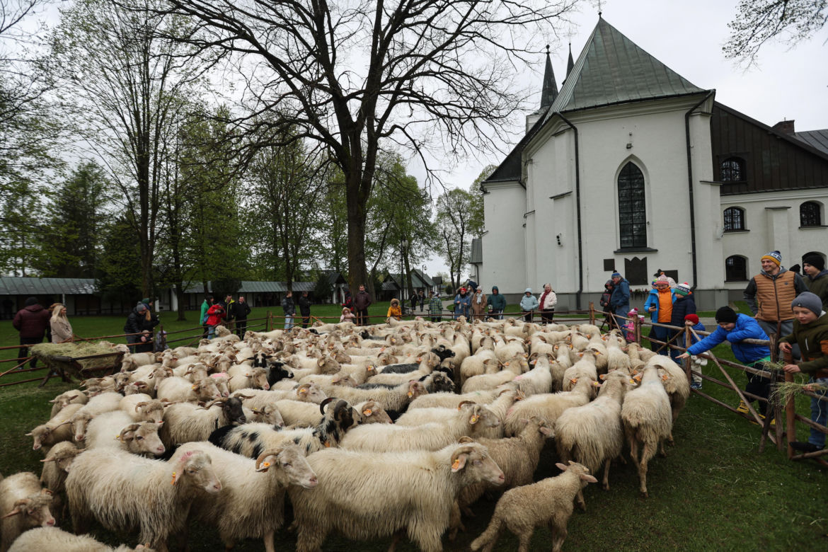Redyk i Święto Bacowskie w Ludźmierzu
