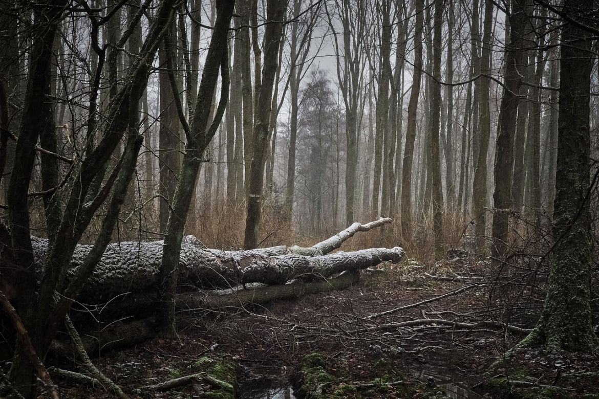 Las samobójców w Witkowicach