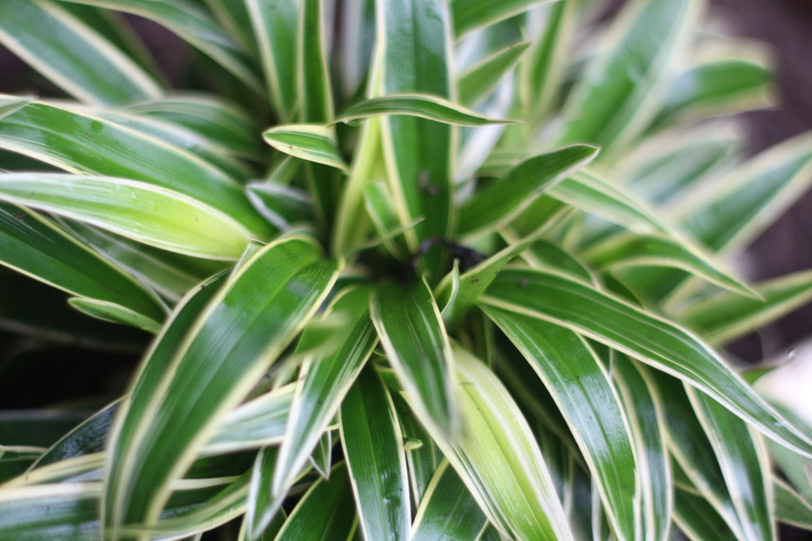 Dracena 