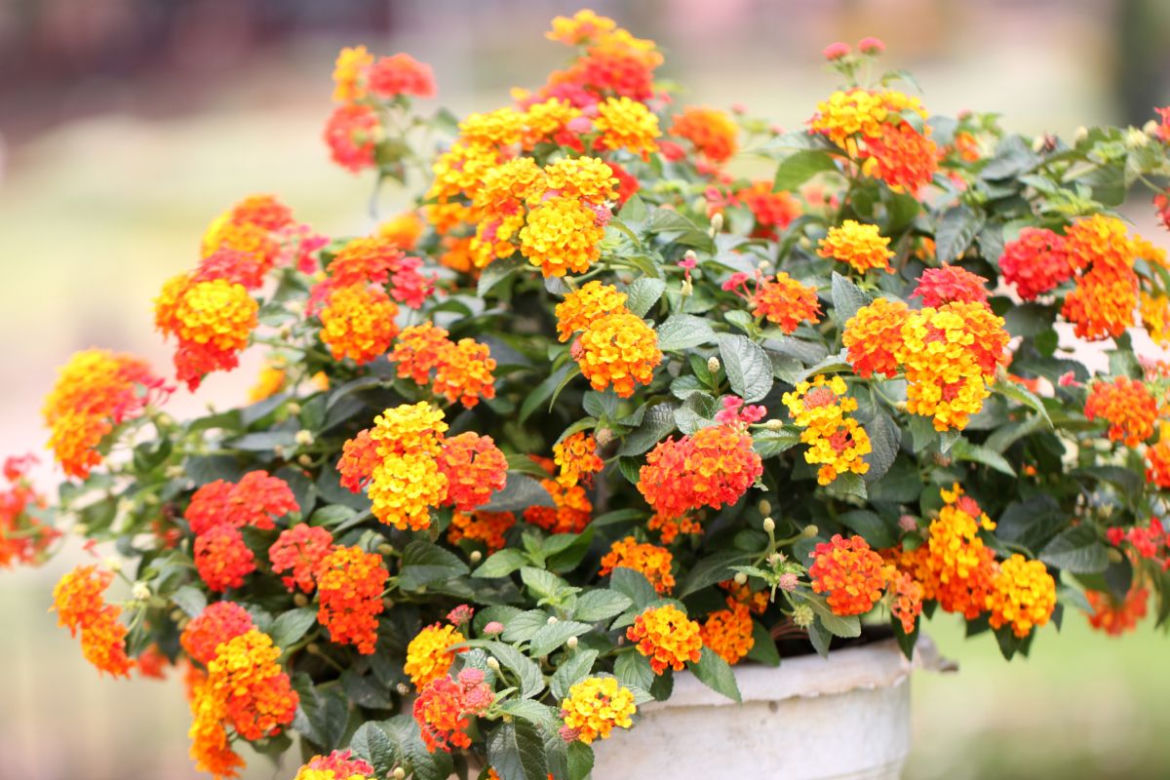 Lantana