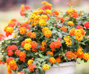 Lantana