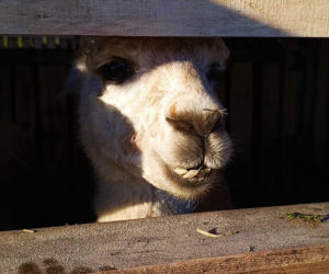 Żywa szopka w Żydowcach