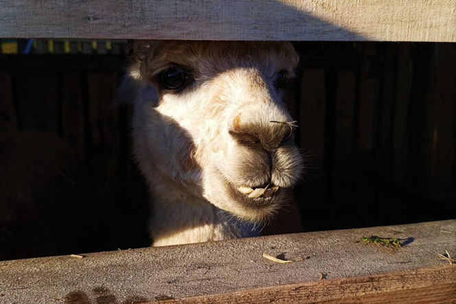 Żywa szopka w Żydowcach