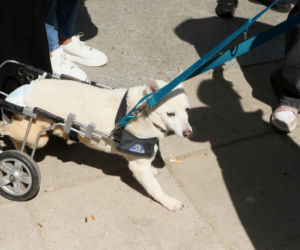 Poświęcił im swoją kampanię wyborczą. Przyszły na pogrzeb Łukasza Litewki. Oczy od razu się zaszkliły