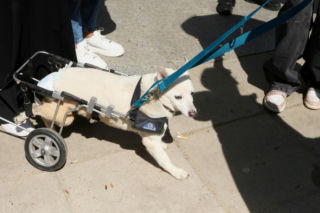 Poświęcił im swoją kampanię wyborczą. Przyszły na pogrzeb Łukasza Litewki. Oczy od razu się zaszkliły