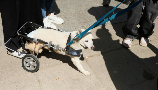Poświęcił im swoją kampanię wyborczą. Przyszły na pogrzeb Łukasza Litewki. Oczy od razu się zaszkliły