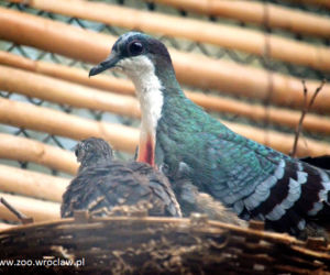 Ptaki we wrocławskim zoo poczuły wiosnę