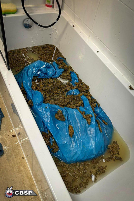 Marihuana była nawet w wannie i pralce! Służby zatrzymały gang narkotykowy