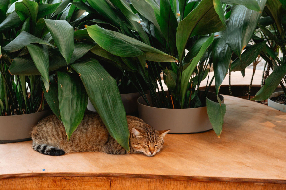 Aspidistra wyniosła