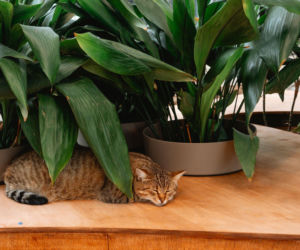 Aspidistra wyniosła