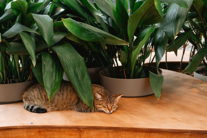 Aspidistra wyniosła