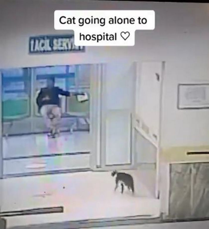 Kot sam przyszedł do szpitala! "Miał złamaną łapkę"