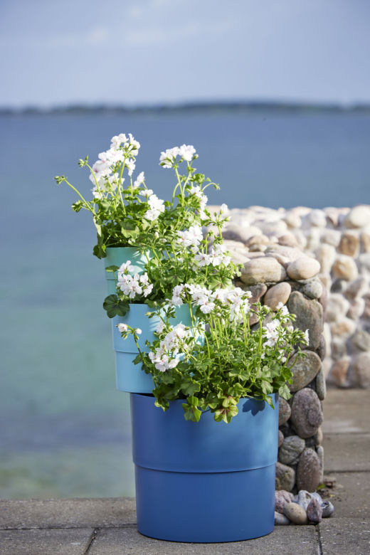 Pelargonie