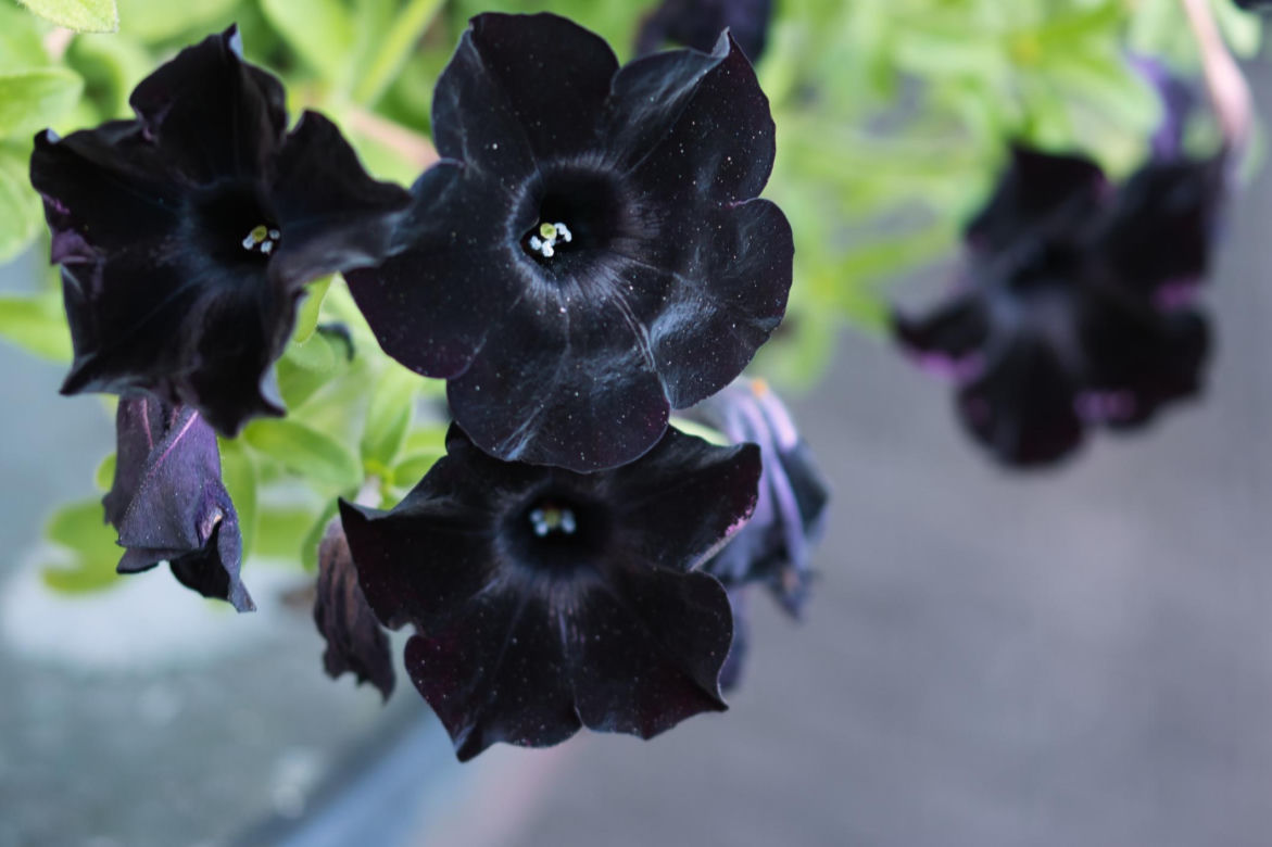 Petunia