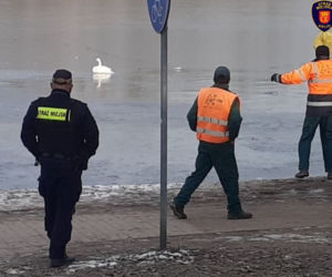 Kielce: Na ratunek łabędziowi! PRZYMARZŁ do tafli lodu i nie mógł się ruszyć!
