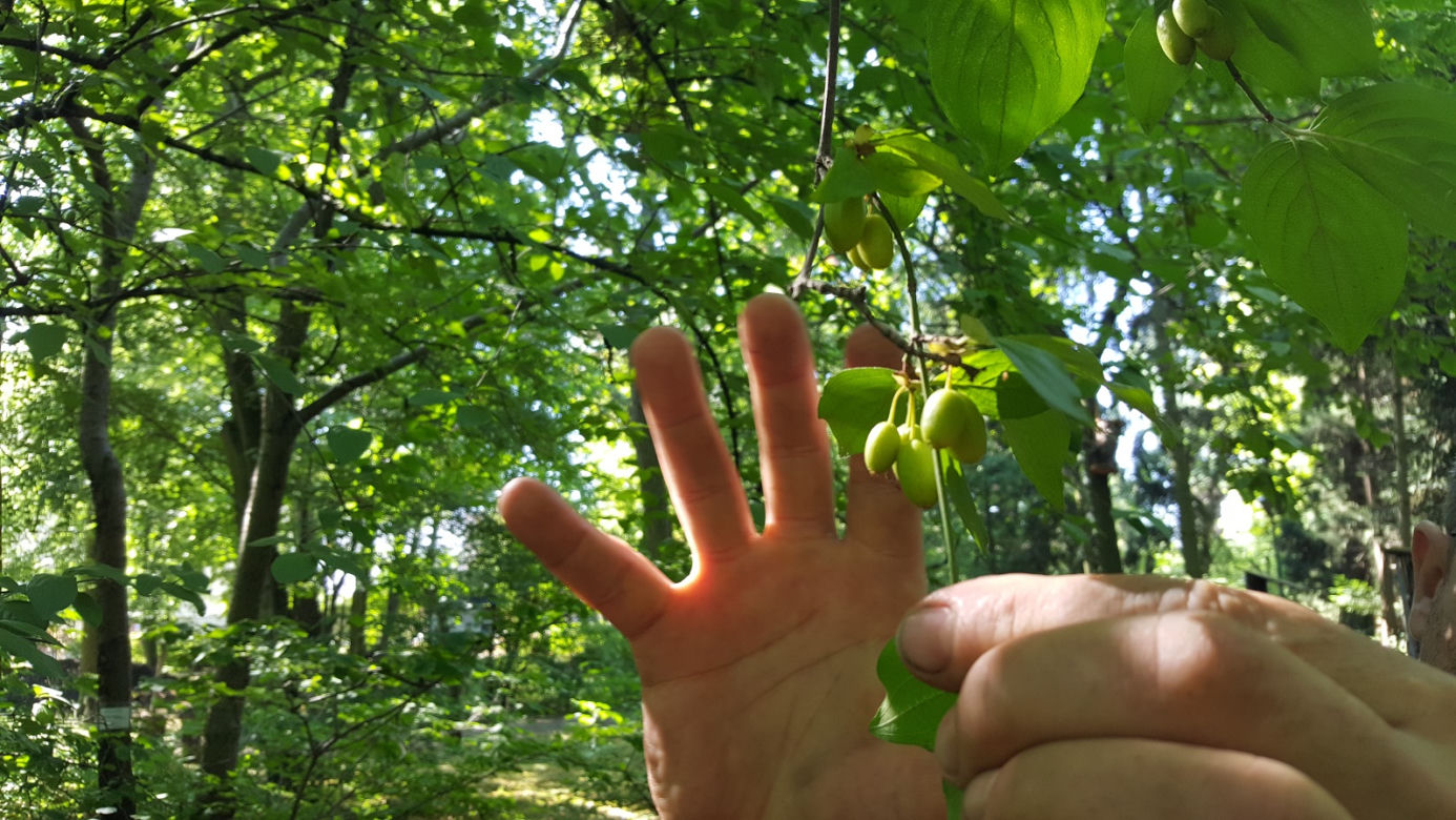 Są kolorowe, pachnące i... smaczne! Ogród Botaniczny zaprasza na jadalne kwiaty