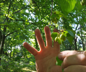 Są kolorowe, pachnące i... smaczne! Ogród Botaniczny zaprasza na jadalne kwiaty