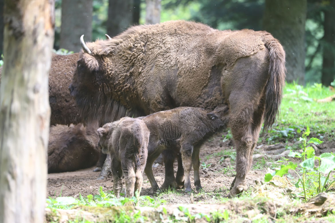 Żubrów w Mucznem coraz więcej! W stadzie pojawiły się dwa małe cielaczki