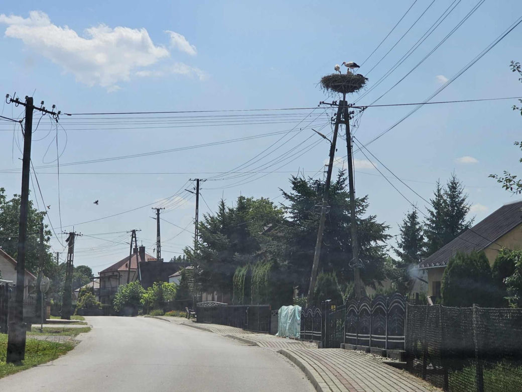 Bociany nietypowe zagrożenie na drodze.