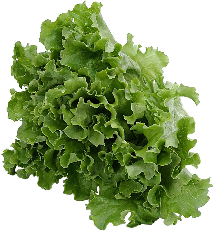 Sałata