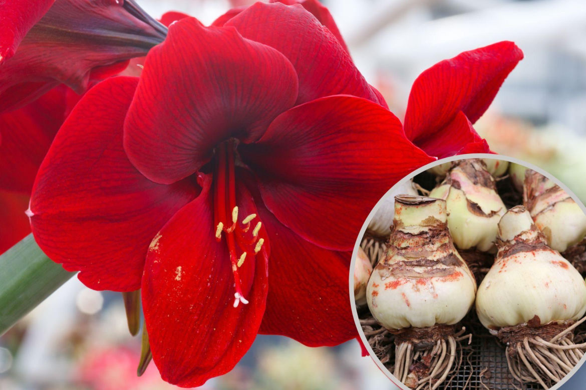 Hippeastrum