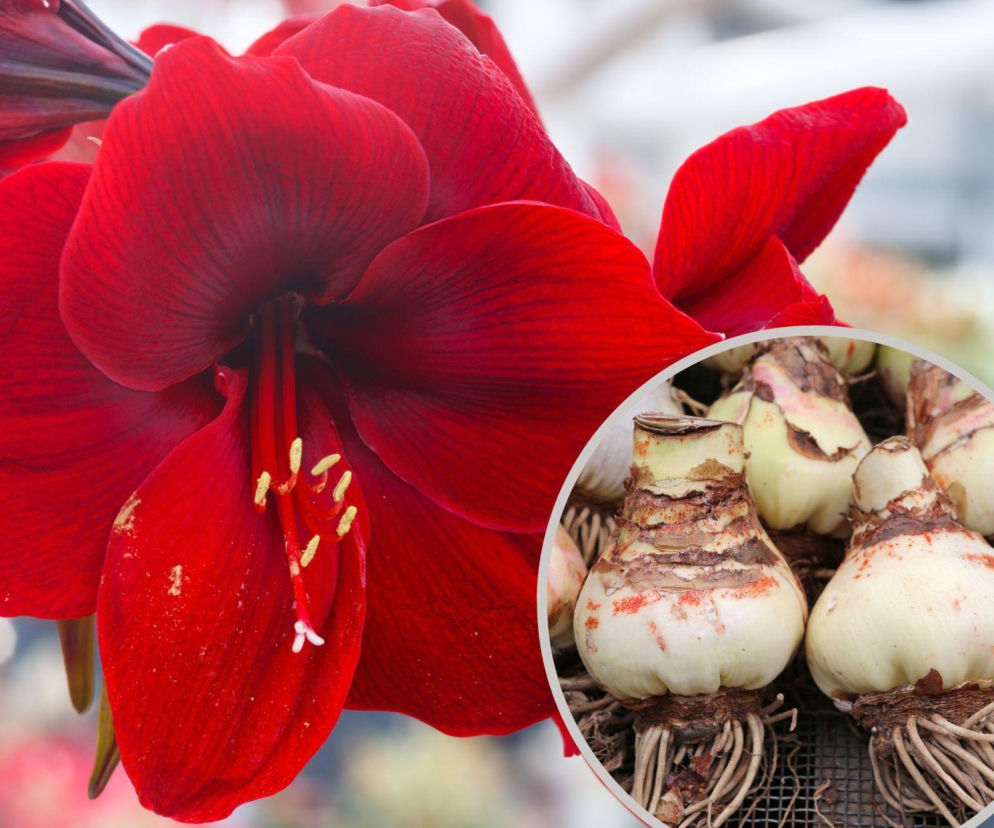 Czerwony kwiat hippeastrum, a na miniaturze jego cebule. O sadzeniu kwiatów na święta przeczytasz na Muratordom.
