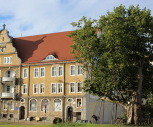 Platan Mateusz w Szczecinie