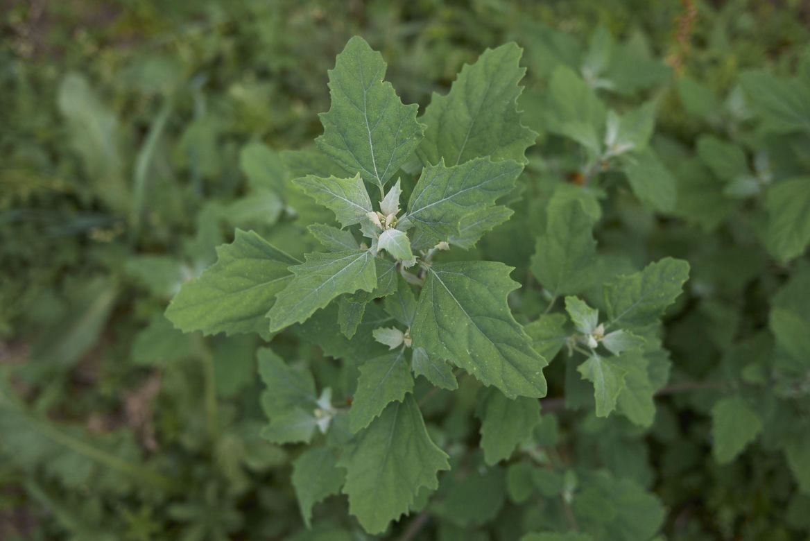 Komosa biała (lebioda)